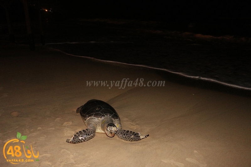 sol7aafffaha (21).JPG